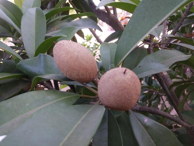 Cloud Farm Live Fruit Plant Manilkara Zapota,Sapodilla, Sapota, chikoo, Chico, Naseberry, or Nispero Sapota Chikoo Sapota/Chikoo Healthy (Thailand Variety) for Home and Outdoor Garden CF_87