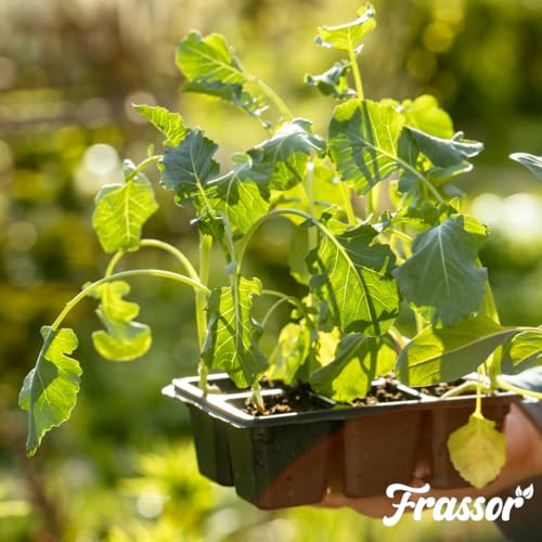 Concentrado Resiliencia Frassor de 250 ml para recuperar plantas marchitas por estrés 4