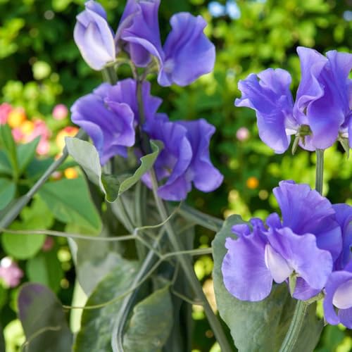 Carbeth Plants Sweet Pea Plant in 9cm Pot - Fragrant Climbing Annual Flowers - Colourful Summer Blooms - Ideal for Trellis Arches & Cottage Gardens (3 Blue)