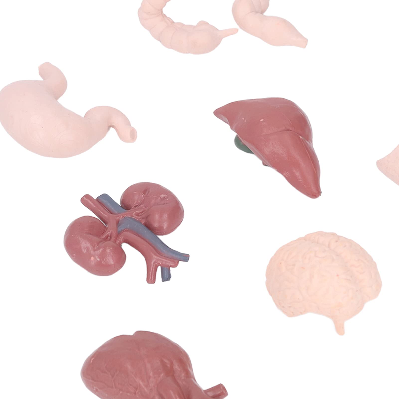 Bonbela Human Organ Model Anatomical Study Tool Body Anatomy Educational Toy with Brain Heart Lungs Liver Stomach Kidneys for School Teaching Patient Explanation - Image 4