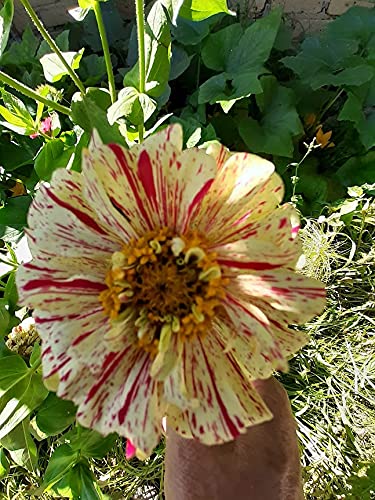 ZINNIA FIOR DI DALIA STRIATA