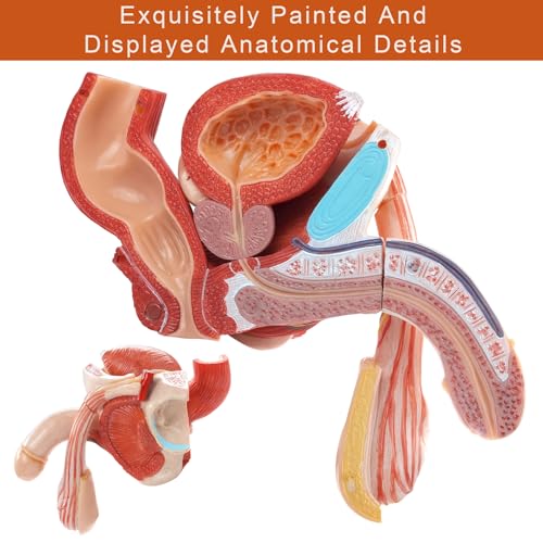 Image of HADWYN Male Genital Organ Model Pelvic Muscles，Human Body Model