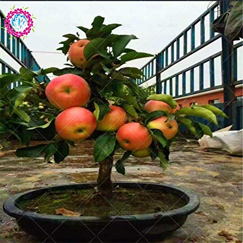 Portal Cool 30Pcs Zwerg Apfel Bonsai Rot Malus Domestica Albero in Vaso  Deliziosa pianta da frutto : Amazon.de: Garten