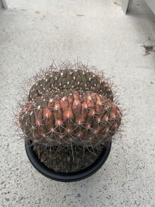 ギムノカリキウム尾形丸 綴化 大型 【公式通販】