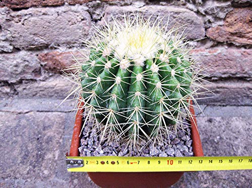 Geosism & Nature Echinocactus grusonii 15 cm, Cactus, Plante succulente