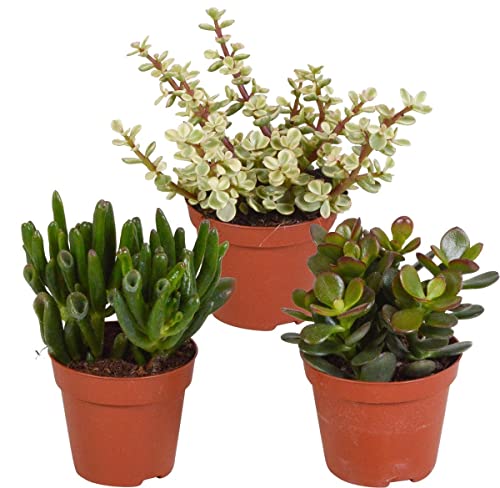Plantas Crasas Naturales: Crassula Hobbit, Portulacaria Afra Variegata y Planta de Jade Crassula Ovata