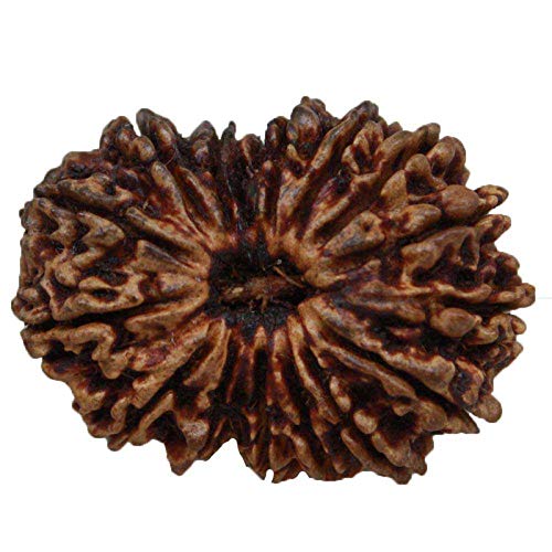 Feel Touch Mart 16 Mukhi Divine Nepal Rudraksha Beads with Lab Certified