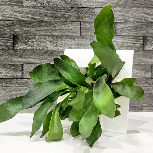 コウモリラン 壁掛け ビカクシダ カッコよく飾れる おしゃれ インテリア 観葉植物 ネザーランド 育てやすい かわいい スクエア鉢 hananico plantsのサムネイル