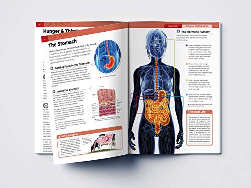 Image of Human Body - Stomach And Digestive System: Knowledge Encyclopedia For Children