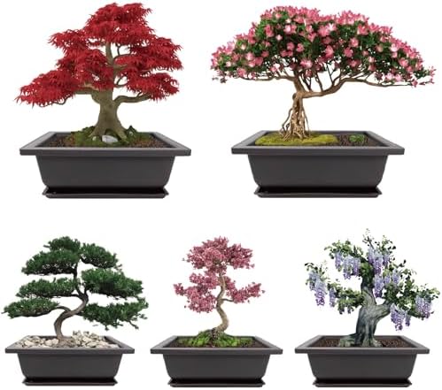 Growing into Acacia, Wisteria, Sakura, Red Maple, Black Pine, 5 Types for Home Gardening DIY Gifts