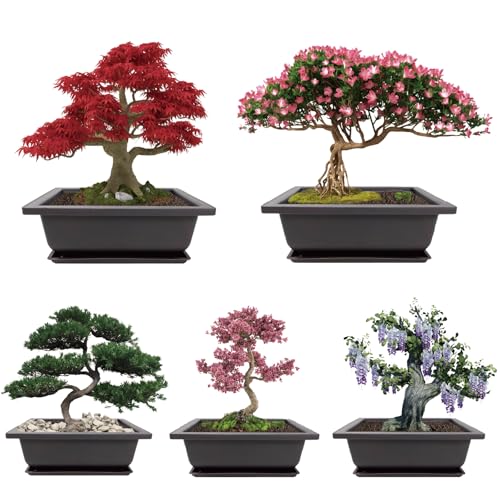Growing into Acacia, Wisteria, Sakura, Red Maple, Black Pine, 5 Types for Home Gardening DIY Gifts