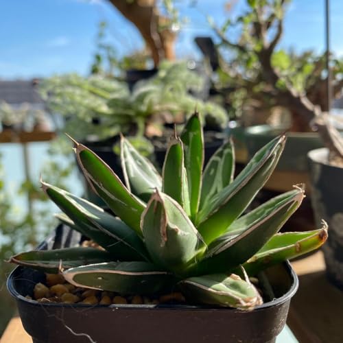 アガベ 笹の雪」の人気商品一覧 | 安い商品を通販サイトから探す