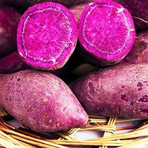 P12cheng Plant Seed - 50 bolsas para plantar podaderas fuertes para survivability Refreshing Purple Potato Easy Cultivating Vegetable Seeds for Garden - Purple Sweet Potato Seeds Cover