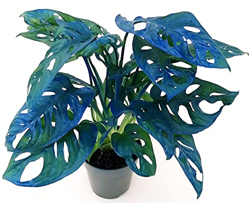 POWERS TO FLOWERS - MONSTERA OBLIQUA MONKEY COLOR LIFE BLU, PHYLODENDRON, pianta vera