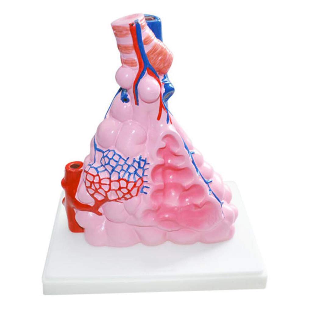 Sjdopulse Human Magnified Alveolar Model - Human Organ Anatomy Model Alveolar Model - Anatomy Model Respiratory System Model For Medical Educational Training Aid