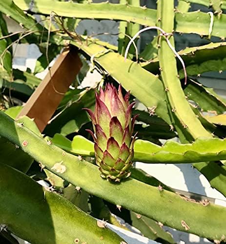 Frankies Red Dragon Fruit Sale Special Flesh Cutting 7-10 Inchs (2) Pieces