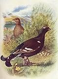 birkhahnbahn wanderung  Leinwanddruck Und Poster Wand-Kunst Bild Reproduktion Birkhahn oder Birkhuhn von George Rankin für Wohnkultur 60x90cm