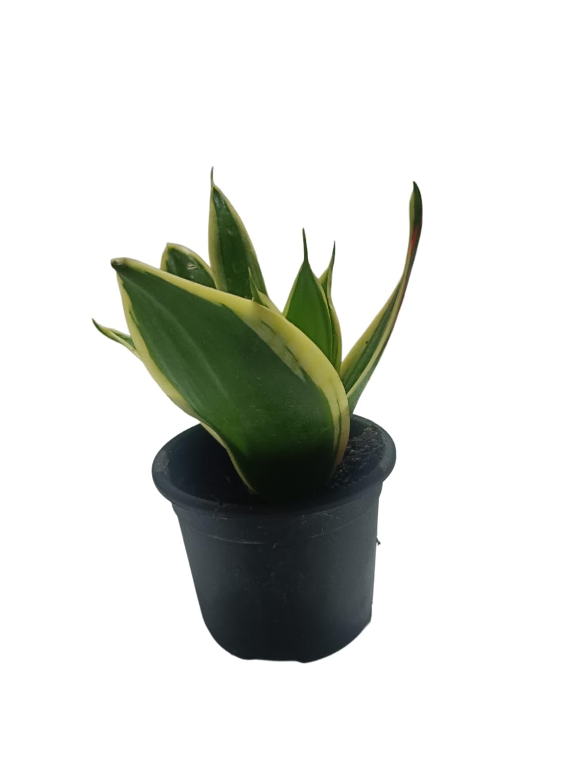 Live Snake Plant, Variegated Green Yellow Indoor Houseplant in Black Nursery Pot 10cm length approx-image-29