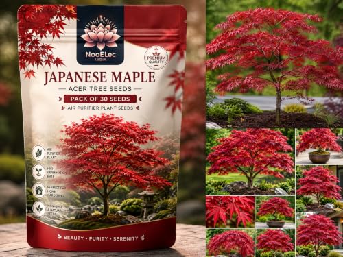Image of Japanese Maple Acer Tree Seeds, Air Purifier Plant - Grow Indoor /Outdoor