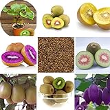 100 piezas Mini actinidia Semillas de plantas en macetas pequeñas de árboles frutales Hermosas semillas de kiwi bonsai (corazón rojo, amarillo, verde y morado)