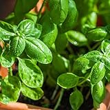 semillas de albahaca - plantas resistentes para el jardín albahaca arbustiva semillas de hierbas, verduras perennes invierno hierbas medicinales, plantas interior, vegetales Prado 200pcs