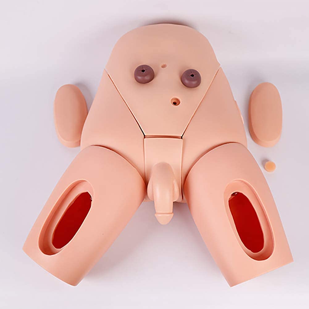 YNIYUJKL Anatomical Model Catheterization Model Manikin Teaching Model Human Anatomical Model Male And Female Urethral Catheteri