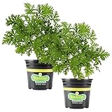 Bonnie Plants Citronella, Live Plant, 2.32 qt. 2-Pack