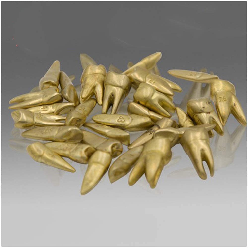 Sjdopulse A 28 Pcs Fake Teeth Model - Metal Teeth Denture Tooth Extraction Nd Preparation Teeth Teaching Model - Simualtion Teeth Model - For Study Teaching Display (A)