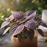 Premium Perilla Frutescens Seeds (Shiso) - 300 Pcs High Germination Rate for Bonsai, Balcony & Kitchen Garden. Aromatic Asian Herb for Sushi Wraps Fast Sprouting, Non-GMO Vegetable Seeds