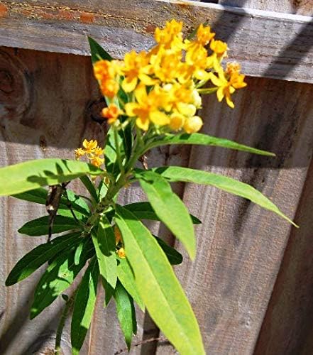 Yellow Flowering Milkweed Nectar Asclepias Plant - Attracts Monarch Butterflies