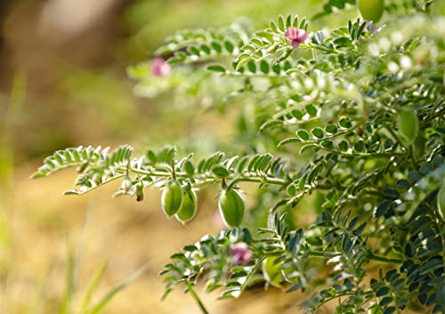 Certified Gluten Free Organic Chickpea Flour, 4 Pounds – Non-Gmo, Finely Milled Dried Garbanzo Beans, Vegan, Kosher, Bulk. High In Folate, Dietary Fiber, Protein. Perfect For Baking, Made In Usa #TOP7