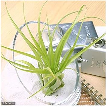 Amazon Co Jp 観葉植物 エアープランツ ティランジア ブラキカウロス １株 Diy 工具 ガーデン