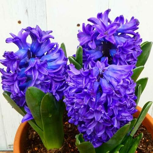 qVX   1 ͔|p 勅 HA  qAVX R쑐 h 241009