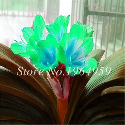 100 Pcs/Bag Colorful Clivia Seed Beautiful Flower Seeds Semente Garden Flowers Potted Plant for Home & Garden - (Color: 15) 100 Pcs/Bag Colorful Clivia Seed Beautiful Flower Seeds Semente Garden Flowers Potted Plant for Home & Garden - (Color: 15)