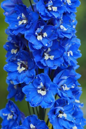 Creative Farmer Flower Seeds : Delphinium Blue Seeds Of Flower Plants Garden [Home Garden Seeds Eco Pack] Plant Seeds (B078RGRB9T) Amazon Price History, Amazon Price Tracker