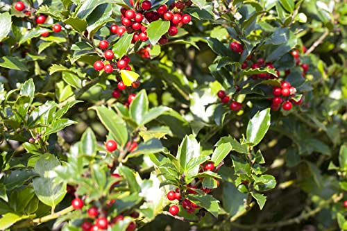 Stechpalme Ilex aquifolium ‚Alaska‘ im Topf, 30-40 cm