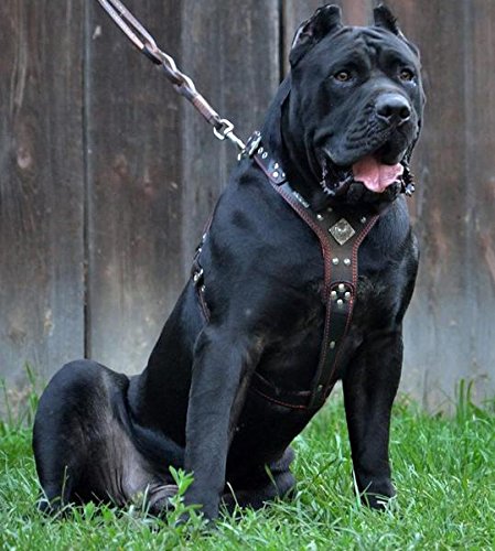 Bestia Eros Genuine Leather Dog Harness Large Breeds Cane Corso