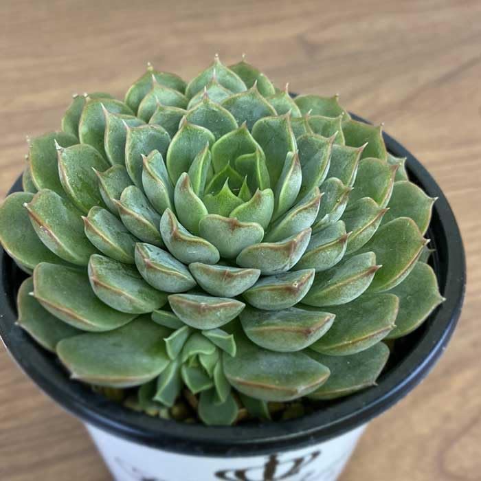 Amazon｜多肉植物 エケベリア ピンクステラ 9cm ポット