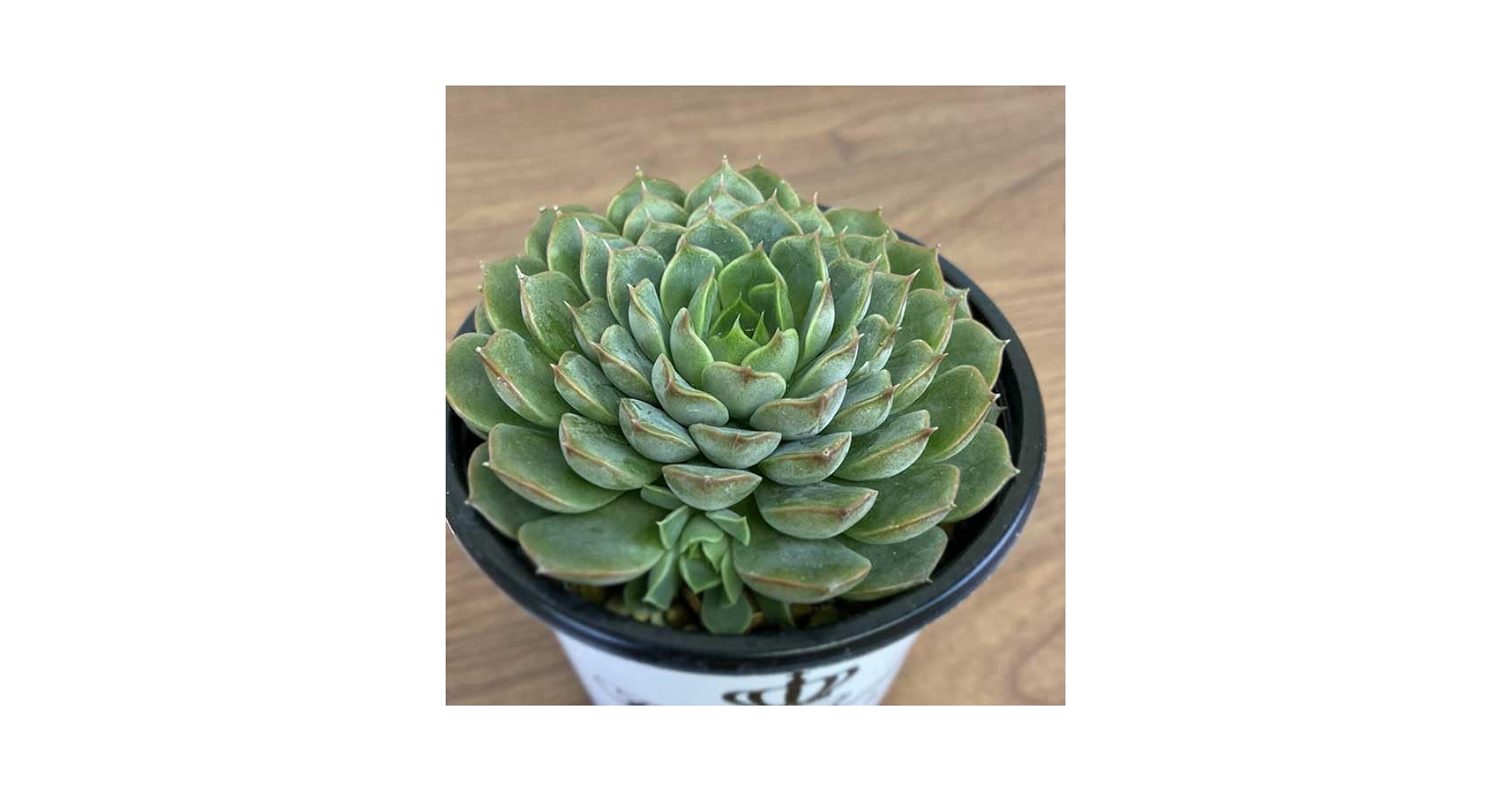 Rabbit.Echeveria出品 エケベリア（っぽいコ） | PUKUBOOK