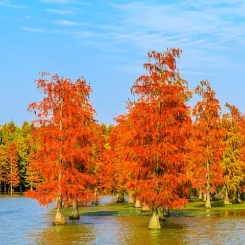 200 piezas Semillas de secuoya primitiva resistentes al jardín Semillas resistentes de interior bonsai