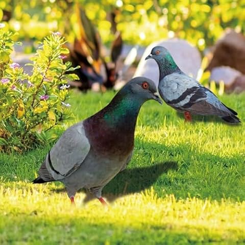 Statue de pigeon ReachMall Cover