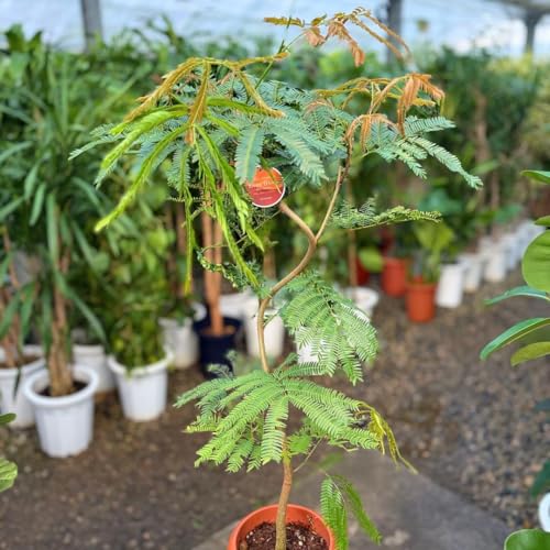 エバーフレッシュ 曲がり」の人気商品一覧 | 安い商品を通販サイトから