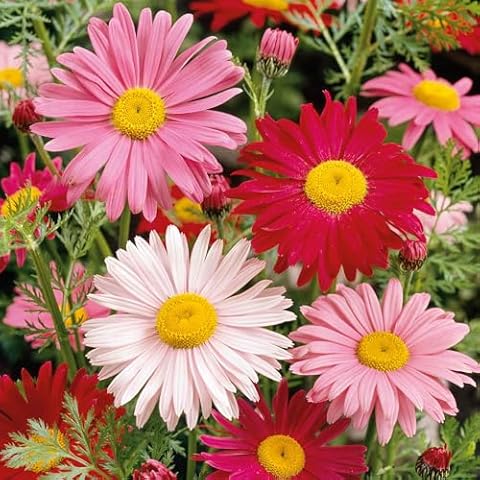Daisy Seeds (Painted) - Robinsons Giant Mix - Packet - Pink Flower Seeds, Attracts Bees, Attracts Butterflies, Attracts Pollinators, Easy to Grow & Maintain, Extended Bloom Time, Fast Growing Cover