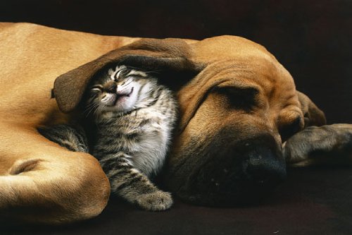 Poster Chien et Chat Best Friends affiche plastifiée animaux