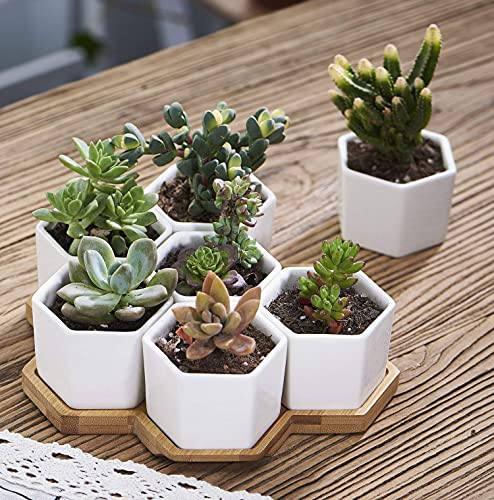 Flowerplus 7PP001HB Planter Pots Indoor, 7 Pack 2.75 Inch Modern White Ceramic Small Hex Succulent Cactus Flower Plant Pot With Bamboo Tray For Indoors Outdoor Office Home Garden Kitchen Decor  thumb #1