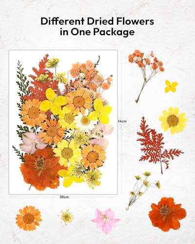 Image of Dried Flowers, Resiners 100Pcs Pressed Flowers for Craft Yellow Real Natural Dried Flowers Dry Leaves Kit for DIY Making Crafts Resin Soap Candle Scrapbook Supplies Card Making Jewelry