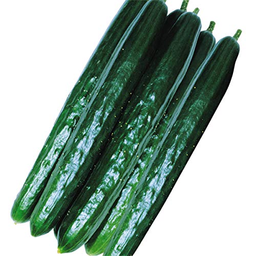 家庭菜園初心者に 育てやすい野菜の人気おすすめランキング選 プランター ベランダで野菜を育てよう セレクト Gooランキング