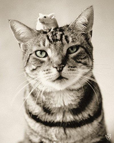 Pyramid InternationalRachael Hale (Nikon and Nigel) -Canvas Print 40 x 50cm, Wood, Multi-Colour, 40 x 50 x 1.3 cm