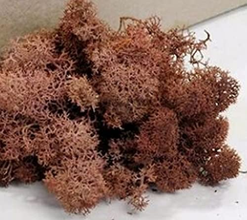 Biotope Aquatics Ltd Preserved Natural Reindeer Moss for Tillandsia Airplant Flower Arranging House Decoration Air Plant Craft Accessory (Brown Soil)