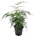 Fern Leaf Plumosus Asparagus Fern - 4" Pot - Easy to Grow - Great Houseplant